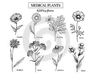 Hand drawn wild hay flowers. Medical herbs and plant. Calendula, Chamomile, Cornflower, Celandine, Cosmos, Yarrow