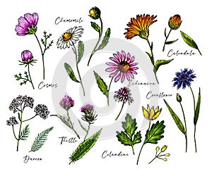 Hand drawn wild hay flowers. Medical herbs and plants. Colored Calendula, Chamomile, Cornflower, Celandine, Cosmos, Yarrow,