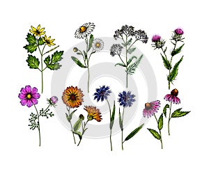 Hand drawn wild hay flowers. Medical herbs and plants. Colored Calendula, Chamomile, Cornflower, Celandine, Cosmos
