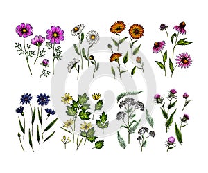 Hand drawn wild hay flowers. Medical herbs and plants. Colored Calendula, Chamomile, Cornflower, Celandine, Cosmos