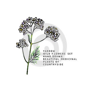 Hand drawn wild hay flowers. Yarrow milfoil. Medical herb. Colored engraved art. Botanical illustration. Good for