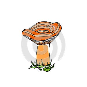 Hand drawn wild mushroom