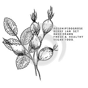 Hand drawn wild rose branch, leaf, flower and berry. Engraved vector illustration. Dog rose, rosehip plant. Summer
