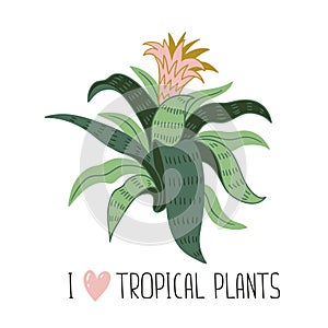 Hand drawn wild tropical house plant. Scandinavian style vector illustration with aechmea.
