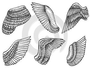 Hand drawn wings. Sketch bird or angel wing with feathers, engraved different heraldic symbols for tattoo or emblem