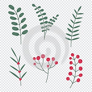 Hand drawn winter leaves and branches. Set of plants with flowers, spruce branches, leaves and berries. Vector illustration