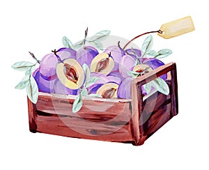 Hand-drawn wooden box witn violet plums, mint leaves and craft label for text