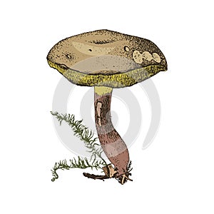 Hand drawn xerocomus subtomenteux mushroom
