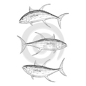 Hand Drawn Yellow Fin Tuna