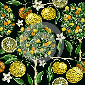 Hand-drawn yuzu tree background design in color. Vintage citrus branches, flowers, leaves whole fruit, cut half-piece sketches.