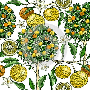 Hand-drawn yuzu tree background design in color. Vintage citrus branches, flowers, leaves whole fruit, cut half-piece sketches.