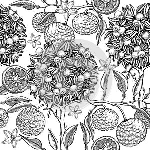 Hand-drawn yuzu tree background design. Vintage citrus branches, flowers, leaves whole fruit, cut half-piece sketches. Seamless