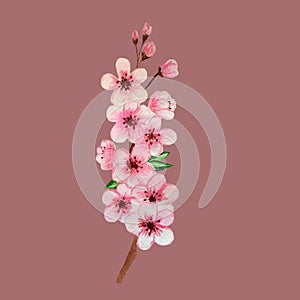 Hand drowning watercolor sakura branch on pink background