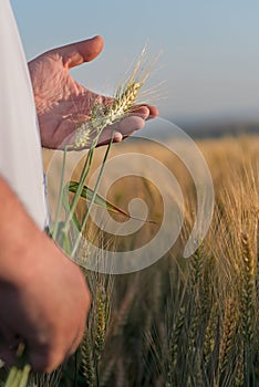 Hand with ears of grain wheat spikelet close up growing, agriculture farming rural economy agronomy concept