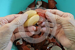 Hand of the elderly through hard work being peeled fruit in Thailand called Sa-la