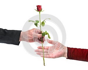 Hand of an elderly man is giving a red rose to the hand of his wife on valentines or wedding day in love, isolated on a white