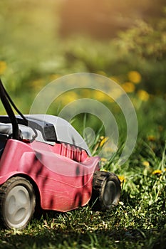 Hand electric red Lawnmower during the first mowing of a green fresh lawn with spring flowers, sunlight. Home garden