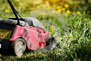 Hand electric red Lawnmower during the first mowing of a green fresh lawn with spring flowers, sunlight. Home garden