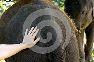 hand on elephant skin