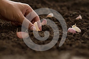 Farmer planting garlic clove in soil at garden. photo