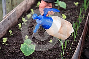 Hand of a farmer giving liquid fertilizer to new green plant in soil photo