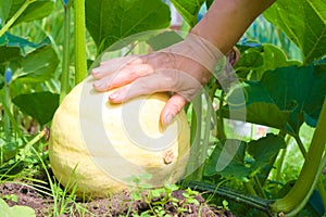 Hand of farmer on a growing pumpkin Cucurbita