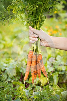 Hand Of Farmer Holding Fresh Carrots.