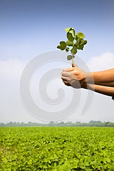 Hand of farmer holding sapling