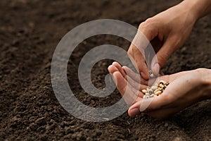 Hand of farmer holding some seeds of bean and growing to healthy soil at a garden