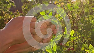 Hand of farmer man picking an ripe green fresh peas crop pea pods vegetables pea plants in garden