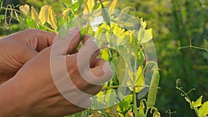 Hand of farmer man picking an ripe green fresh peas crop pea pods vegetables pea plants in garden