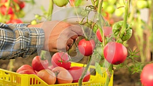 Hand of farmer man picking tomatoes growing in plant tomato vegetables