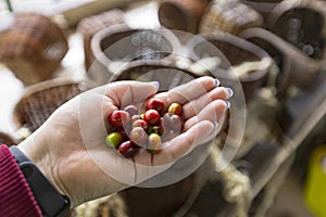 Hand farmer picking coffee bean in coffee process agriculture background