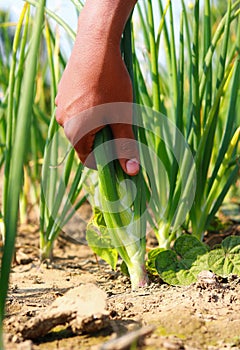 Hand of a farmer picking green onion in the vegetable garden, close-up