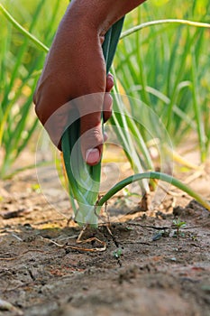 Hand of a farmer picking green onion in the vegetable garden, close-up