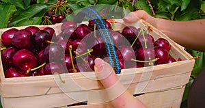 Hand farmer picking sweet cherry in process, agriculture background, Ripe red berries, fresh fruits in the basket, close