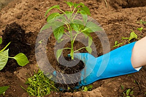 Hand Farmer Plant Young Pepper In Ground.