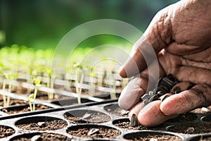 Hand of farmer planting seeds in soil in nursery tray photo