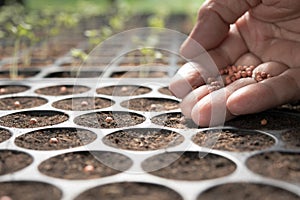 Hand of farmer planting seeds in soil in nursery tray