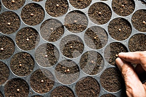 Hand of farmer planting seeds in soil in nursery tray