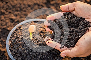 Hand of farmer planting  young sprout of Afzelia, Doussie or Makha mong tree in soil. Growth and environment concept