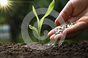 hand of farmer are pouring chemical fertilizers for young corn in farm