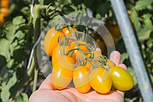 Hand of farmer select yellow cherry tomato growing in field plant agriculture farm