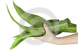 Hand of the farmer stretches palm leaves