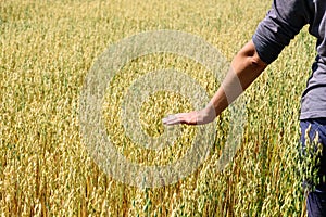 Hand of farmer touches ears of rye oats. Green ears with seeds of cereals rye wheat oats