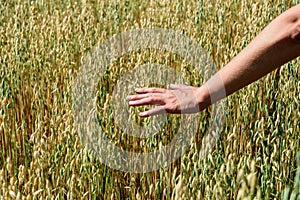 Hand of farmer touches ears of rye oats. Green ears with seeds of cereals rye wheat oats