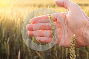 Hand of a farmer touching ripening wheat ears