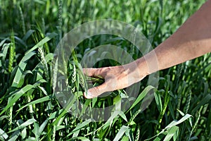 Hand of a farmer touching ripening wheat ears in early summer. Farmer hand in Wheat field. Agricultural cultivated wheat field. Ha