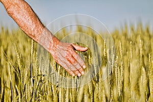 Hand of a farmer touching ripening wheat ears in early summer.