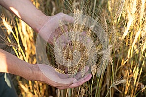 Hand of a farmer touching ripening wheat ears. Male hand touching a golden wheat ear in the wheat field. Hand touches the cereal s